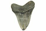 Fossil Megalodon Tooth - North Carolina #328279-1